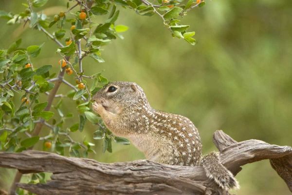 Texas, Mexican ground squirrel eating leaf